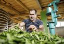 Georgian tea producer prepares for international market