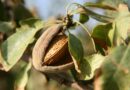 almond tree