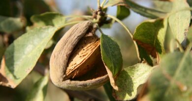 almond tree