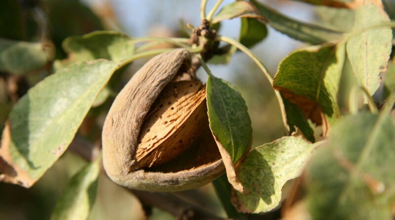 almond tree