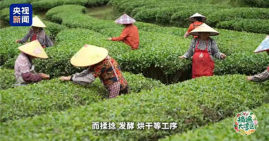 В Китае чай с «ароматом насекомых» стал популярным продуктом